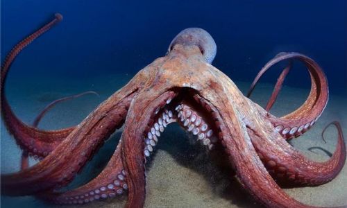 The Biomechanical Marvel:How Octopuses Produce and Release Ink Without Damaging Their Ink Sacs