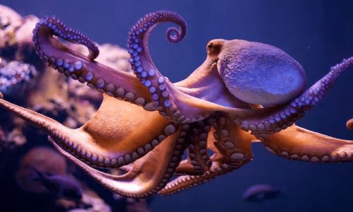 The Biomechanical Marvel:How Octopuses Produce and Release Ink Without Damaging Their Ink Sacs
