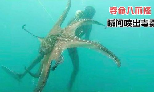 The Biomechanical Marvel:How Octopuses Produce and Release Ink Without Damaging Their Ink Sacs