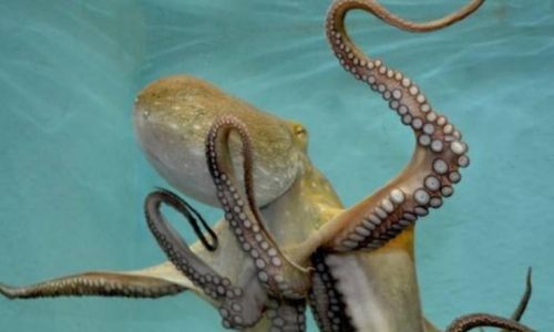 The Enigmatic World of Octopuses:Exploring the Marvels of Nature’s Most Intelligent Invertebrates