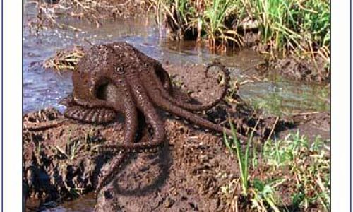 The Enigmatic World of Octopuses:Exploring the Marvels of Nature’s Most Intelligent Invertebrates