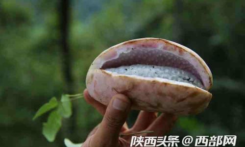 The Explosive Truth:Decoding Whether August Gourds Splitting Open Signifies Ripeness