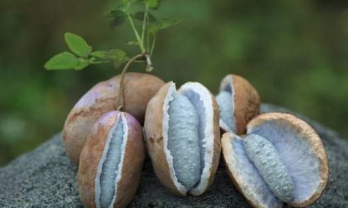The Explosive Truth:Decoding Whether August Gourds Splitting Open Signifies Ripeness