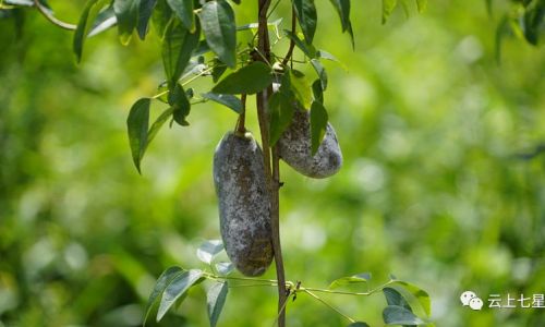 The Explosive Truth:Decoding Whether August Gourds Splitting Open Signifies Ripeness
