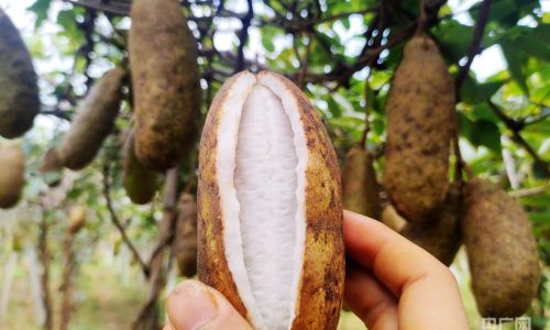 The Explosive Truth:Decoding Whether August Gourds Splitting Open Signifies Ripeness