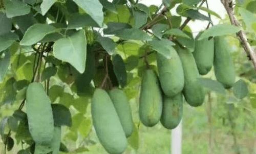 The Explosive Truth:Decoding Whether August Gourds Splitting Open Signifies Ripeness