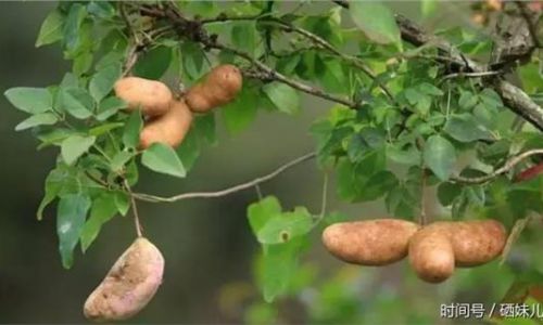 Exploring the Versatile Delights:Creative Ways to Enjoy August Gourd in Your Culinary Adventures