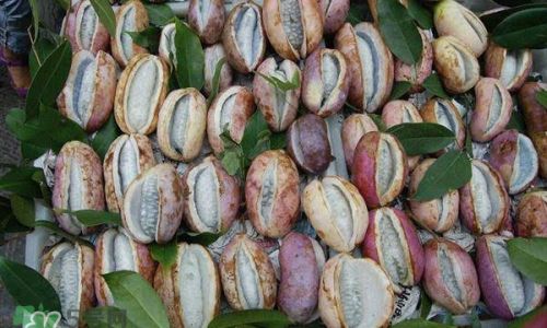 Exploring the Versatile Delights:Creative Ways to Enjoy August Gourd in Your Culinary Adventures