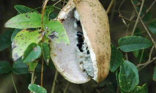 Exploring the Versatile Delights:Creative Ways to Enjoy August Gourd in Your Culinary Adventures