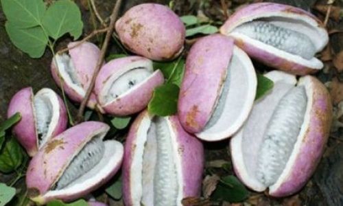 Exploring the Versatile Delights:Creative Ways to Enjoy August Gourd in Your Culinary Adventures