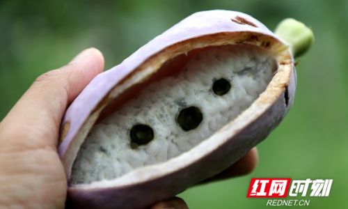 How to Craft Homemade August Melon Wine:A Step-by-Step Guide to Preserving Nature’s Sweet Bounty