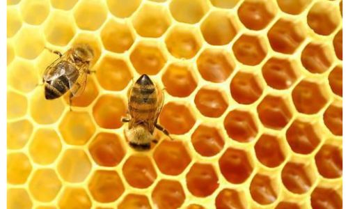 The Ultimate Guide to Preserving Australian Propolis:Expert Tips for Longevity and Potency