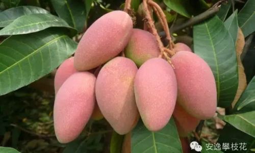 How to Determine if an Aomang Mango is Ripe:A Comprehensive Guide