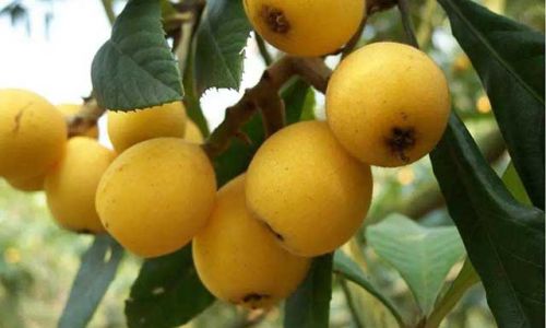The Great Debate:Large vs.Small Loquats for Making Loquat Paste Which Reigns Supreme?