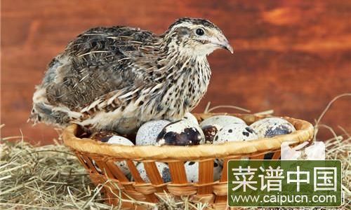The Art of Crafting the Perfect Quail Soup:A Guide to Complementary Ingredients and Flavors