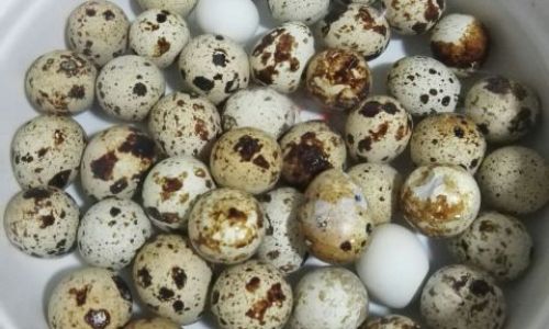 Mastering the Art of Cooking Quail Eggs:Delicious Recipes and Techniques for Gourmet Flavors