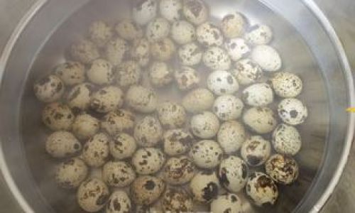 Mastering the Art of Cooking Quail Eggs:Creative Recipes and Expert Tips