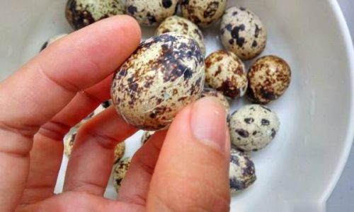 The Ultimate Guide to Cleaning Quail Eggs:Techniques,Tips,and Safety Precautions