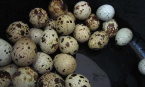 The Ultimate Guide to Cleaning Quail Eggs:Techniques,Tips,and Safety Precautions