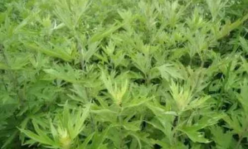 The Ultimate Guide to Boiling Mugwort Leaves:Traditional Techniques and Modern Applications