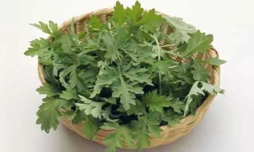 The Ultimate Guide to Boiling Mugwort Leaves:Traditional Techniques and Modern Applications
