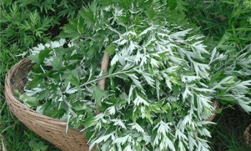 How to Cook Mugwort Deliciously:A Comprehensive Guide to Unlocking Its Culinary Potential
