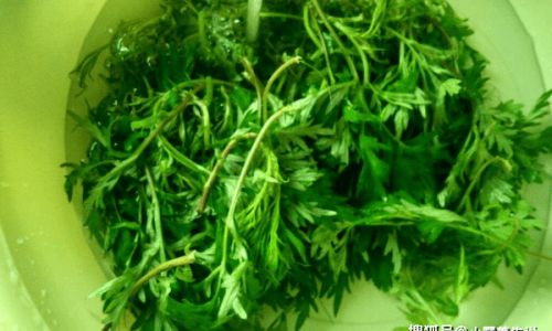 Can Mugwort Be Boiled and Consumed?Exploring the Safety,Benefits,and Risks of This Ancient Herb