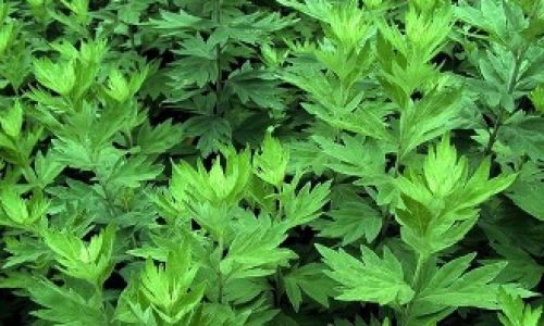 Can Mugwort Be Boiled and Consumed?Exploring the Safety,Benefits,and Risks of This Ancient Herb