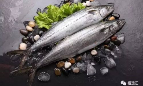 Mastering the Art of Cooking Delicious Mackerel Spanish Mackerel)