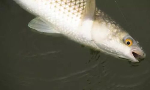 Mastering the Art of How to Prepare and Cook a Grouper