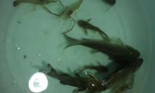 Mastering the Art of How to Prepare and Cook a Grouper