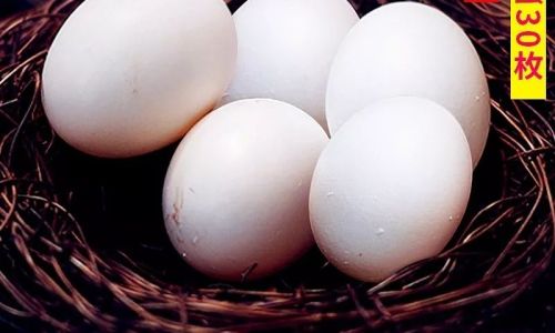 How to Prepare and Cook Pigeon Eggs:A Culinary Guide