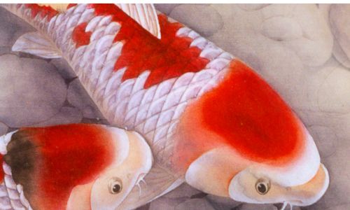 How to Make Prosperity-Abounding Tomato Carp:A Culinary Journey