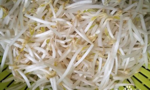 Mastering the Art of Making Delicious Sprouts