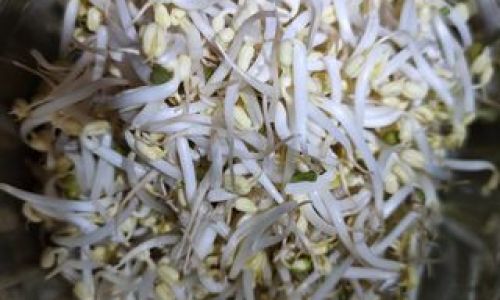 How to Grow Your Own Sprouts at Home