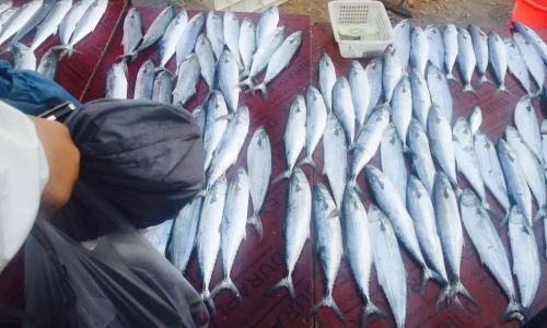 Mastering the Art of Drying Fish Without Attracting Flies