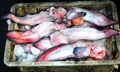 Mastering the Art of Drying Fish Without Attracting Flies