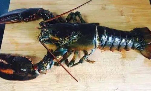 How to Cook a Boston Lobster:A Comprehensive Guide