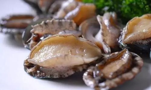 Mastering the Art of Cooking Delicious Abalone