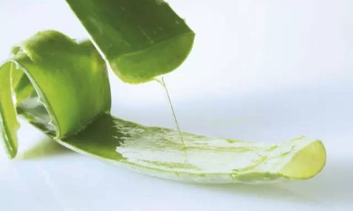 How to Make Your Own Dried Aloe Vera Tea at Home