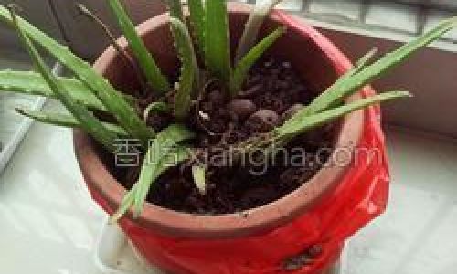 How to Make Your Own Dried Aloe Vera Tea at Home