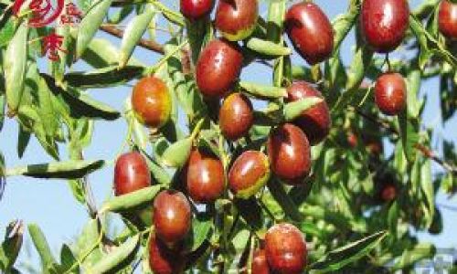 How to Cook Jujubes:Understanding the Perfect Cooking Time