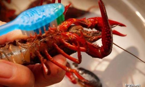 Mastering the Art of Boiling Crayfish:A Comprehensive Guide