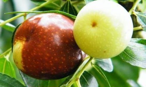 How to Cook Fresh Jujubes:A Comprehensive Guide