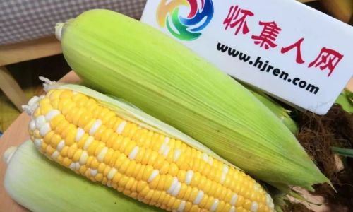 Mastering the Sweetness:How to Cook Fruit Corn for Maximum Flavor