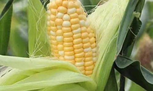 Mastering the Sweetness:How to Cook Fruit Corn for Maximum Flavor