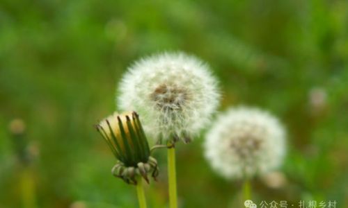 How to Brew Dandelion Root Tea:A Comprehensive Guide