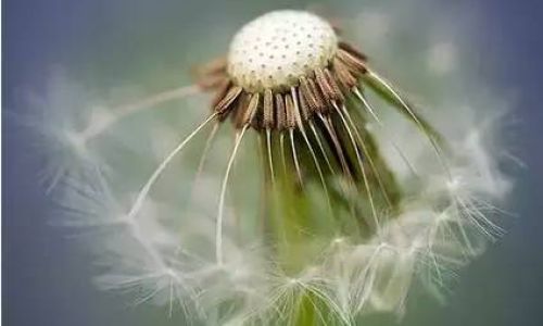 How to Brew Dandelion Root Tea:A Comprehensive Guide