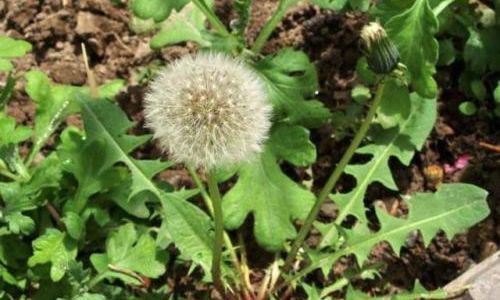 How to Brew Dandelion Root Tea:A Comprehensive Guide