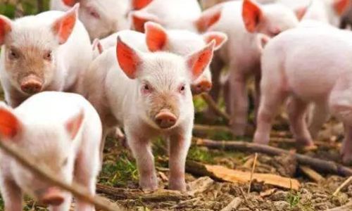 How to Make Perfect Pork Trotters:A Culinary Journey